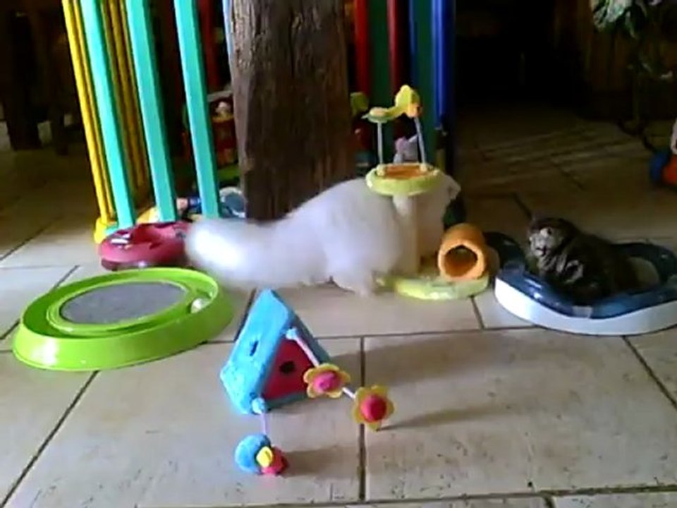 Houlahope et Hamazone joues