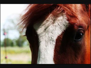 NU CHEX TO WIMPYS: 1-Year-Old AQHA/APHA Colt Eligible for NRHA Futurity and Derby