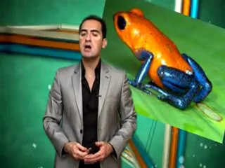 ZEHİR OKU FIRLATAN KURBAĞA