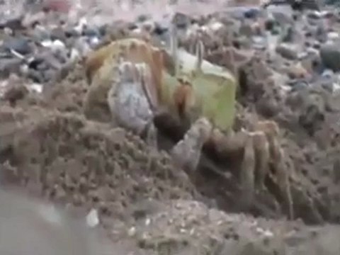 Ezan okundUğu zaman secde eden yengeç SUBHANALLAH