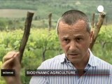 La producción biodinámica de vino en la Toscana