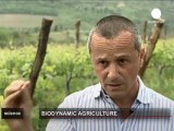 Vino biologico dalla Toscana