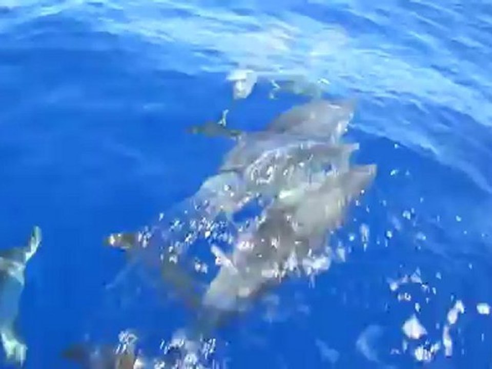 Flipper et ses potes...