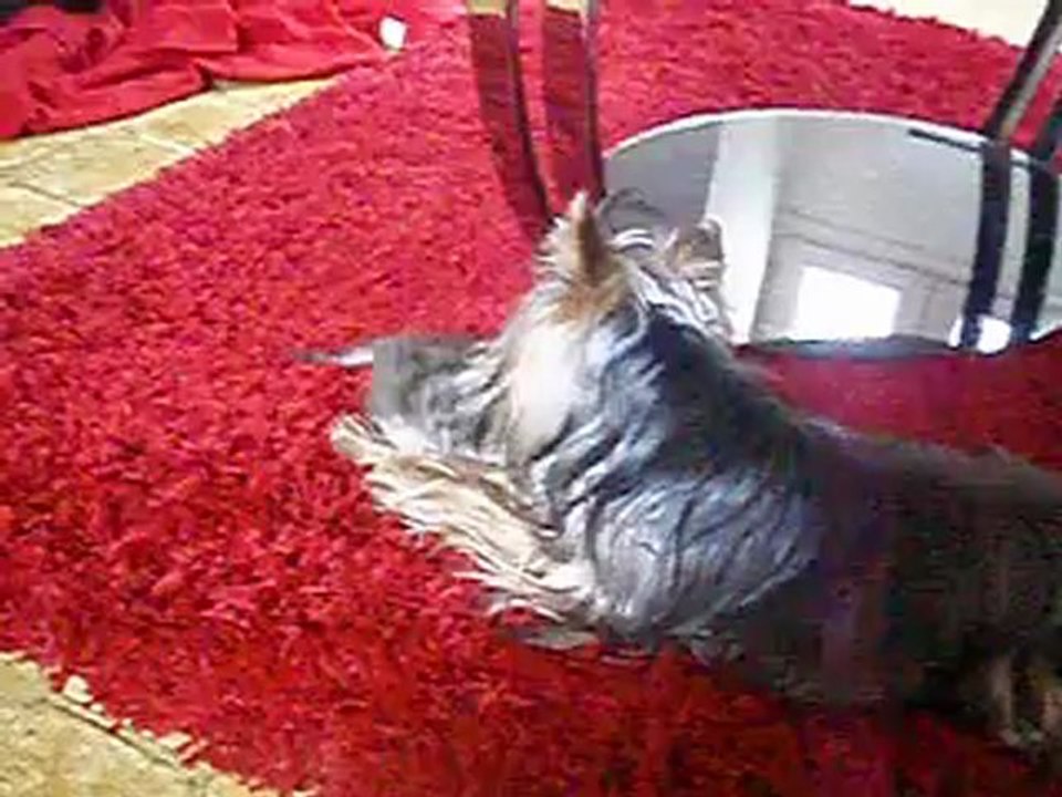 Gylou, Gypsie zt moi!