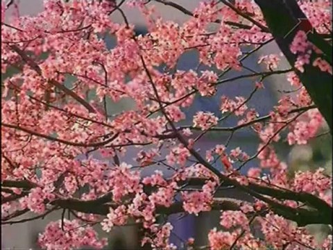 Ландшафтный дизайн. Японский сад