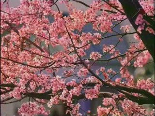 Ландшафтный дизайн. Японский сад