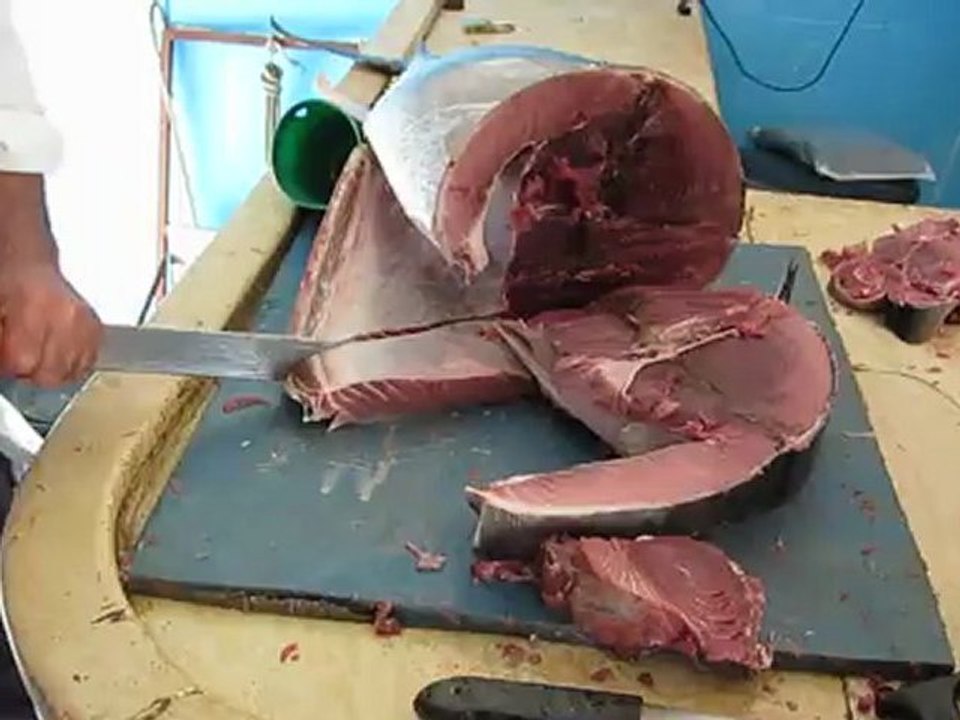 Thon à El Haouaria-Tunisie