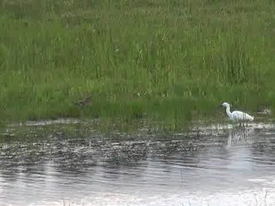 20120604 kleine zilverreiger
