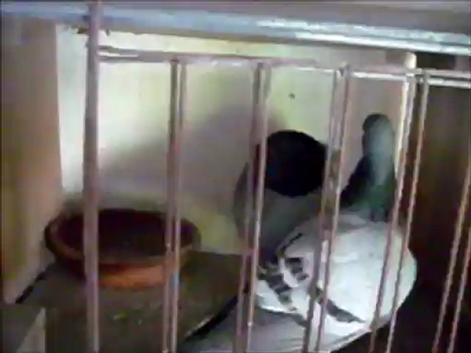 Opal_Barc_2012