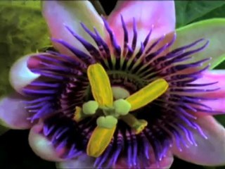 Blomsterforretning Bodø A Kellners Blomster AS