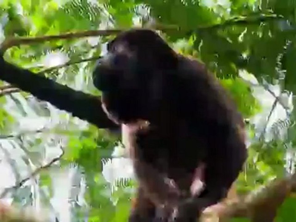 The Value of the Forest | Global 3000