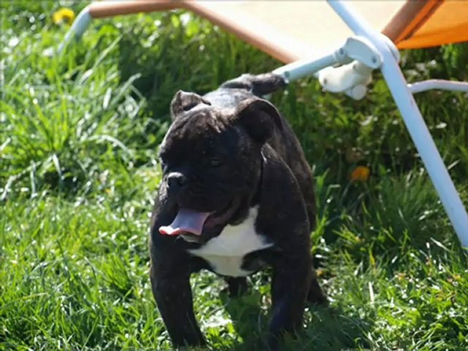 americain bulldog et old english bulldog