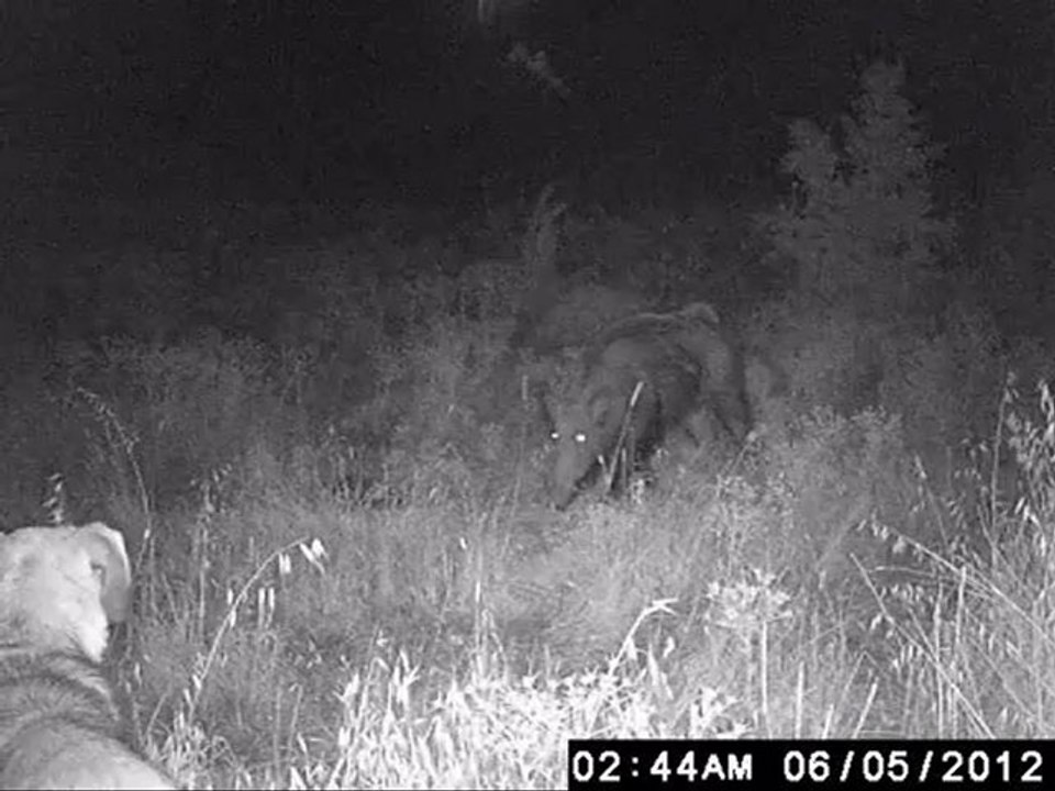 Wild Game Innovations Red 6  domuz belgeseli.