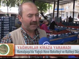 YAĞMURLAR KİRAZA YARAMADI