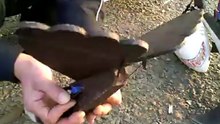 Shark VS Eagle