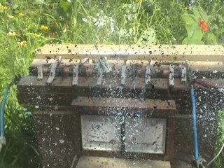 6 x Duracell D - cells overcharged