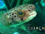 Curacao Diving Adventures with Caradonna