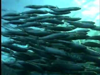 Guy Harvey Finds a Billfish Baitball