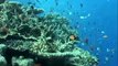 Guy Harvey Dives the Great Barrier Reef