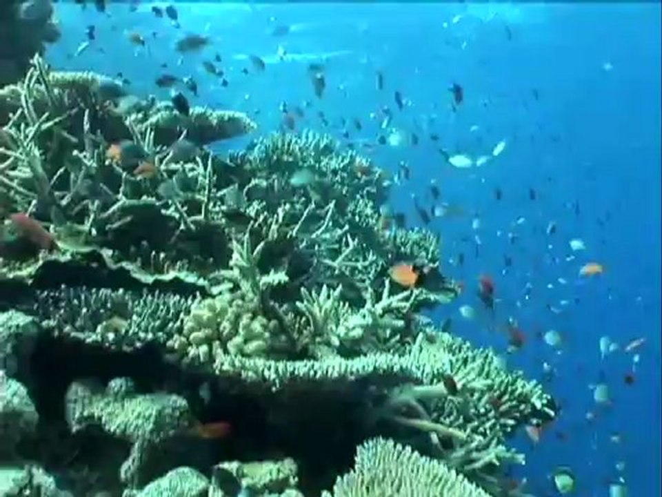 Guy Harvey Dives the Great Barrier Reef