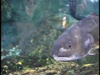 The Red Drum