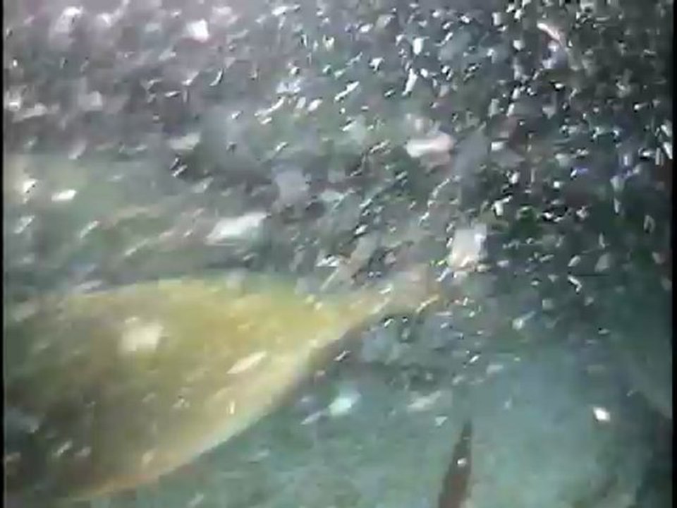 Keeping Live Bait
