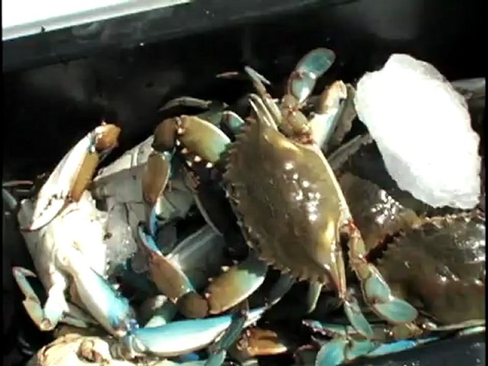 Tying the Chicken Rig