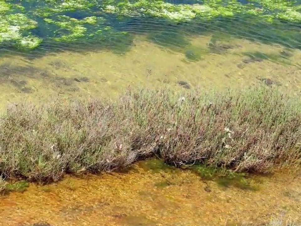 Du côté de Peyriac de Mer