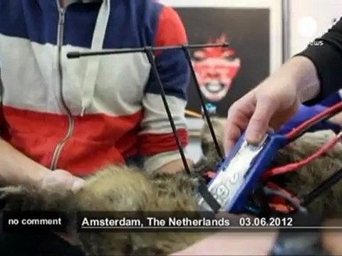 Pays-bas - no comment