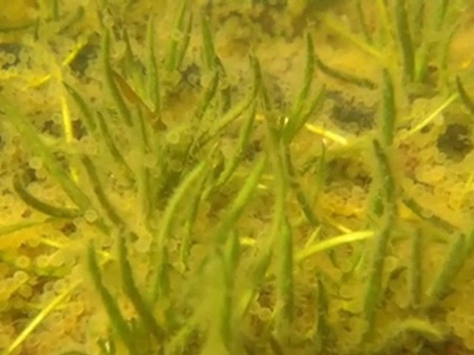 video repro black bass