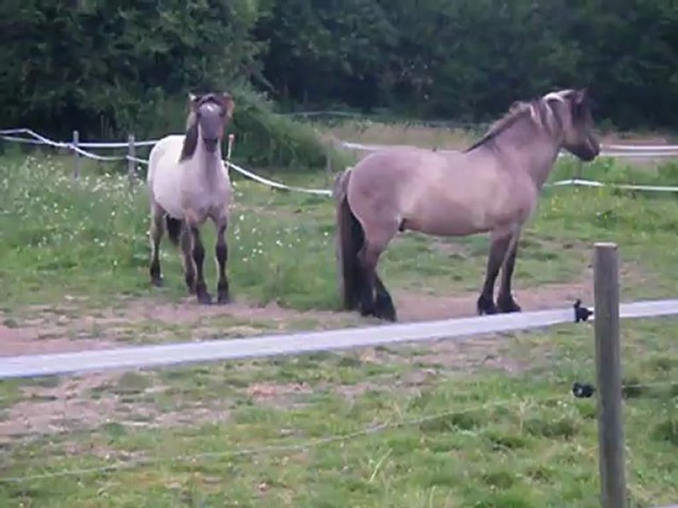 Sousou et Balthus qui jouent