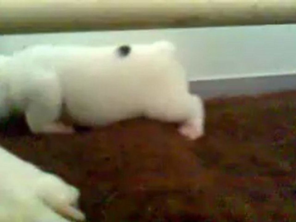 chiots bouledogues français