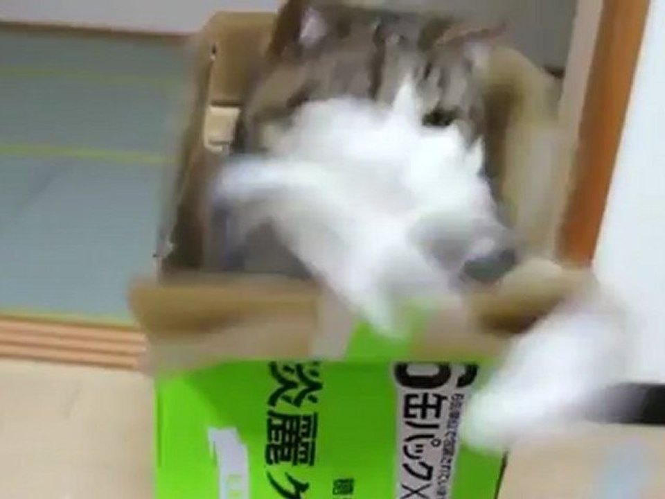 まるです４。-I am Maru 4.-www.moneyfortune.org