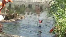 купание и драка