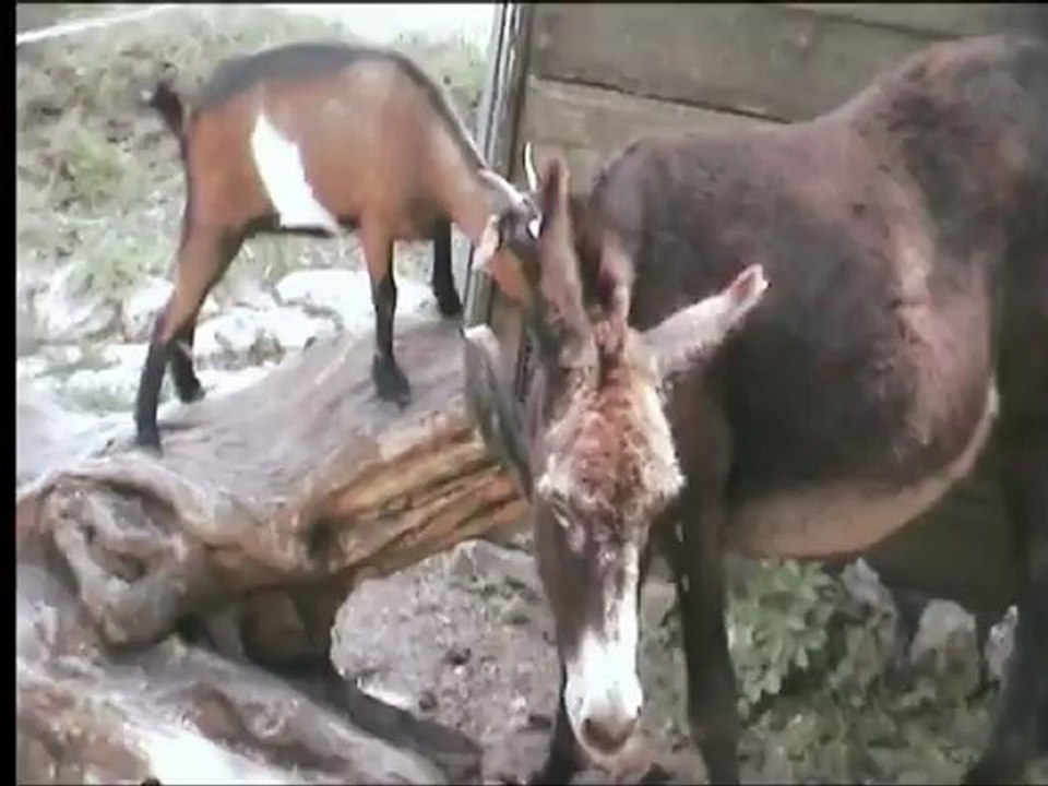 cohabitation ane chevre juin 2012_0001