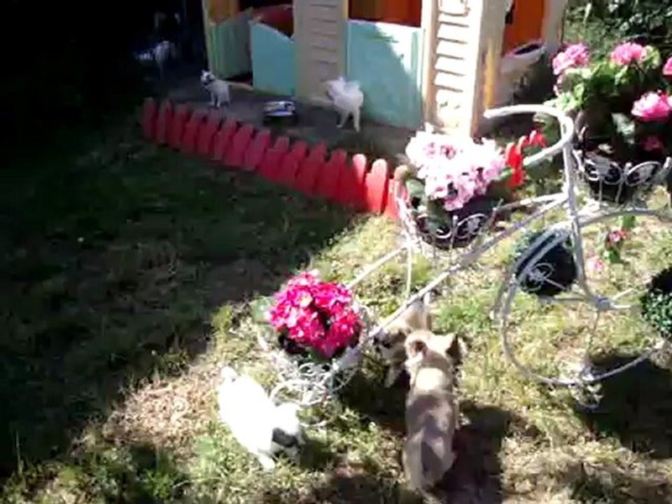 Chihuahua Les Merveilles d'Eden Harmony Heaven Hermès 2012_05_28_MOV05204