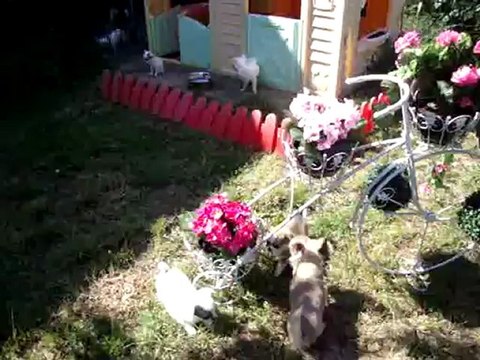 Chihuahua Les Merveilles d'Eden Harmony Heaven Hermès 2012_05_28_MOV05204