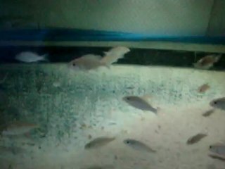 Lethrinops auritus Otter point juvéniles