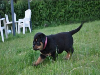 Chiots Rottweiler à vendre