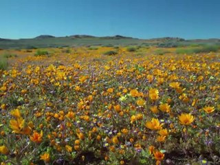 Bolygónk a Föld - David Attenborough 7/11