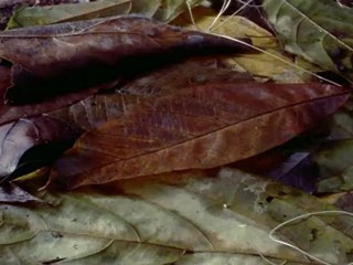 Bolygónk a Föld - David Attenborough 8/11