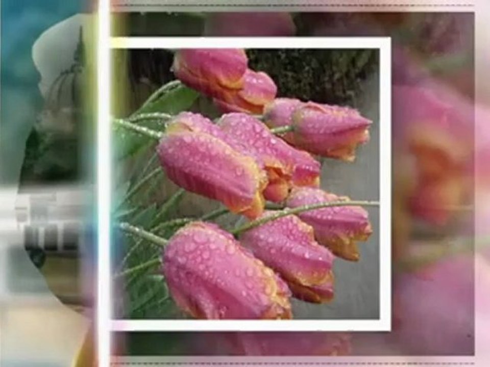 JAJ TULIPÁN