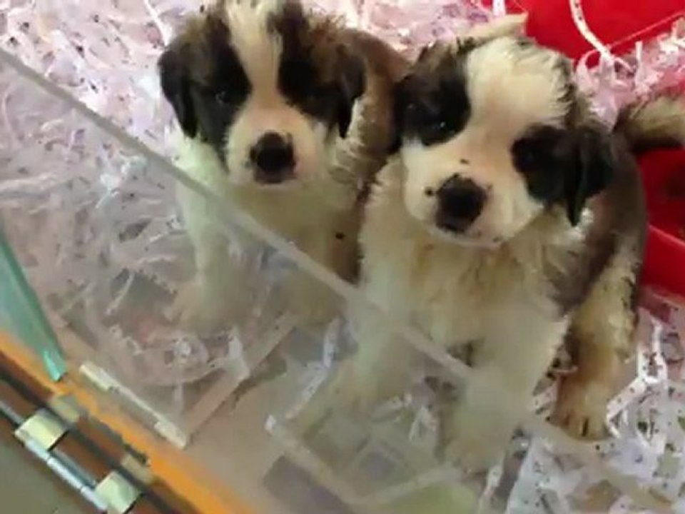 satılık st bernard yavruları 0 533 397 45 77