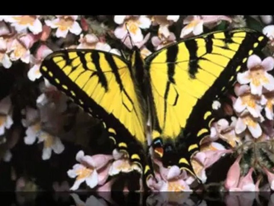 PAPILLON - BUTTERFLY