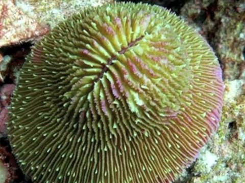 AGNUS DEI - MESSE DE POCHE/POCKET MASS (X)