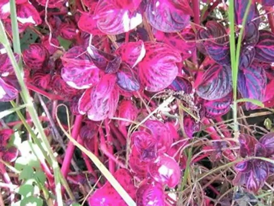 GLORIA - MESSE DE POCHE/POCKET MASS (II)