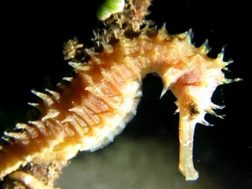 Scuba diving in Dauin At Night - Philippines