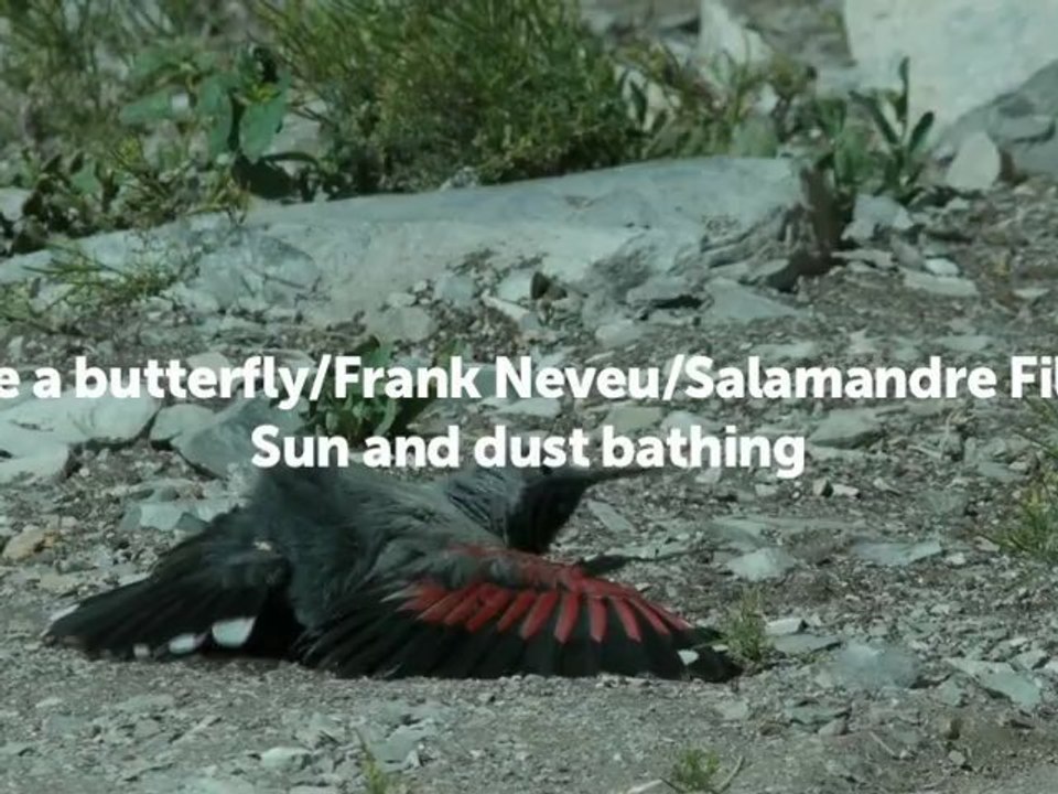 Dust and sun bathing