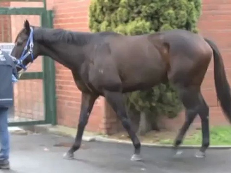 Pferdesport: Black Caviar geht auf Reisen