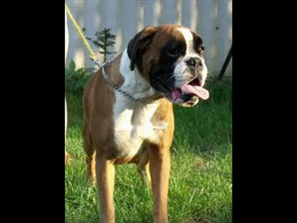 Stop your dogs Behavior Problems!